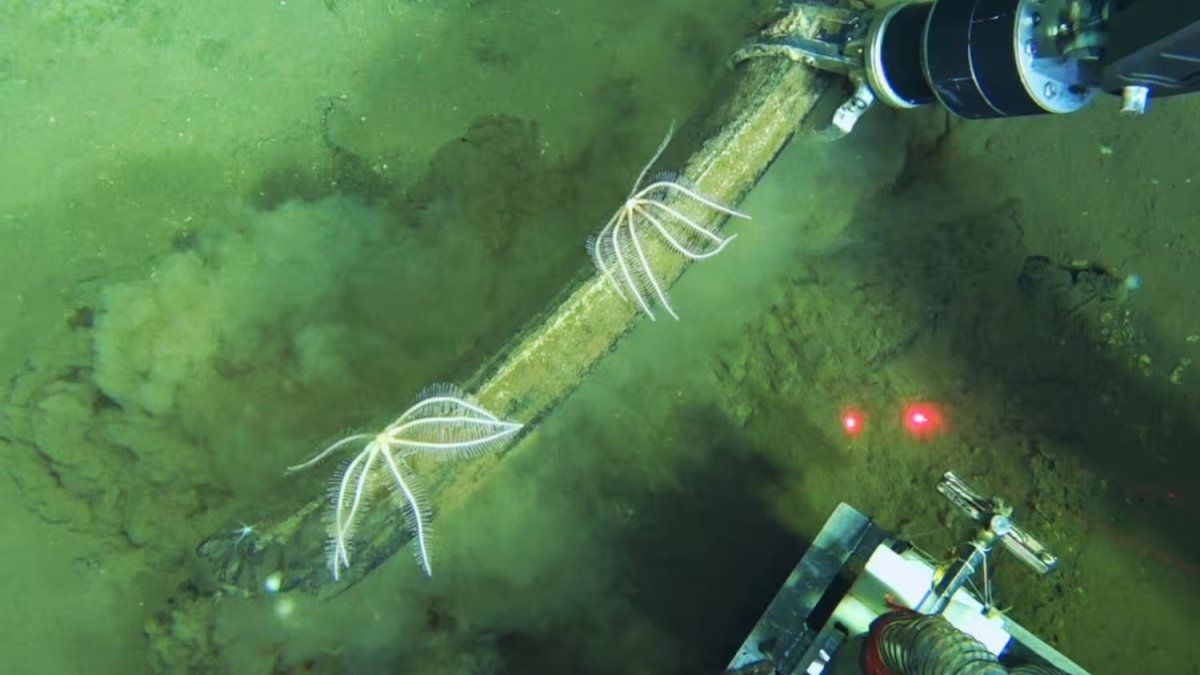 científicos descubren un cementerio de ballenas de hace millones de años en el océano Índico