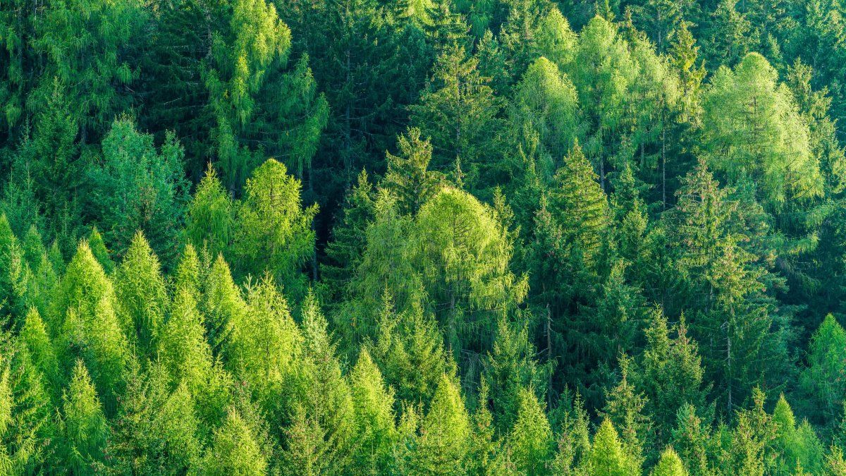 La provincia de Buenos Aires abrió una convocatoria para financiar planes de manejo y conservación de bosques nativos