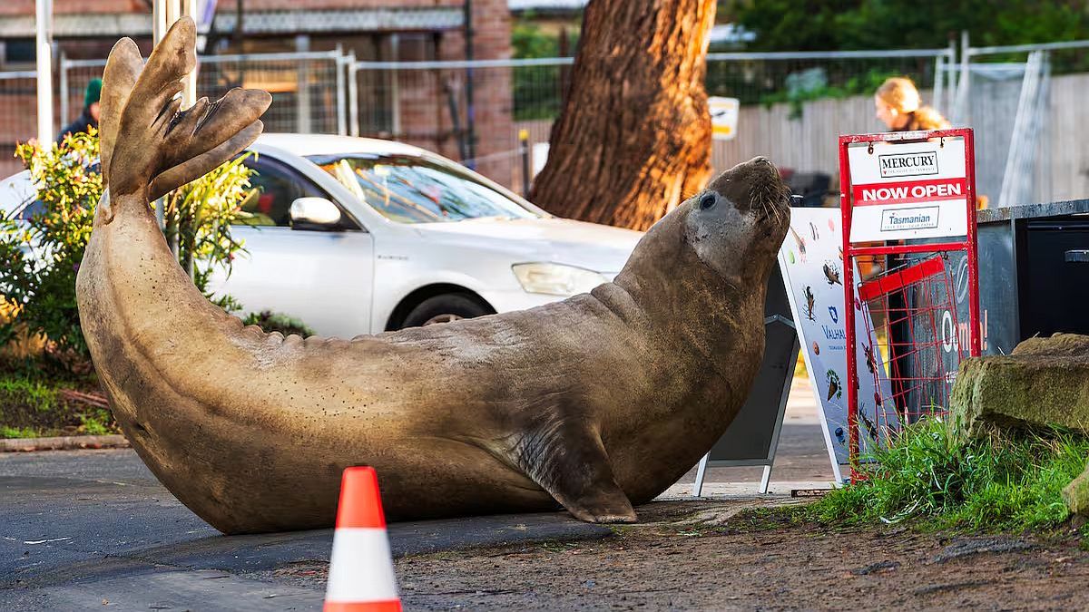 Neil, la foca elefante de 1.000 kilos que se volvió viral y causó destrozos en las calles