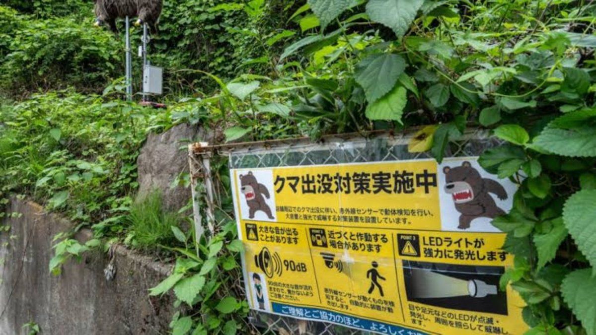 Japón instala 800 cámaras en las montañas para frenar el aumento de los ataques de osos