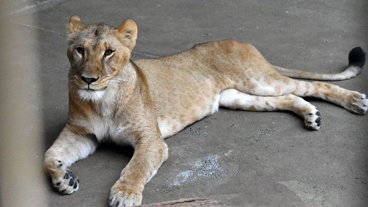 Investigan la muerte de tres leonas en un zoológico de Tokio por causa de la ola de calor