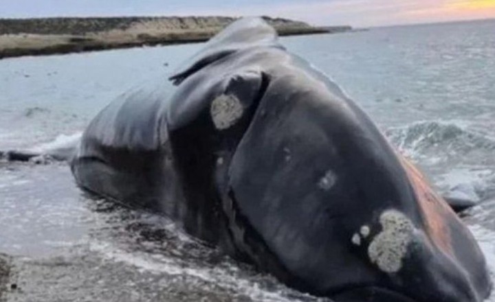 Una de las ballenas muertas en la costa de Puerto Madryn.