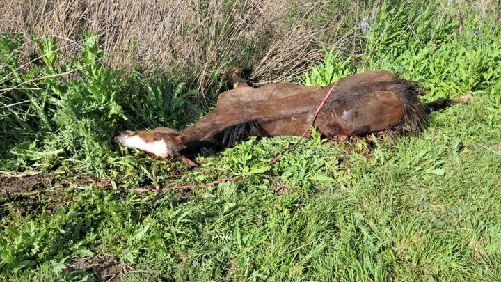 El caballo que fue embestido por el camión.