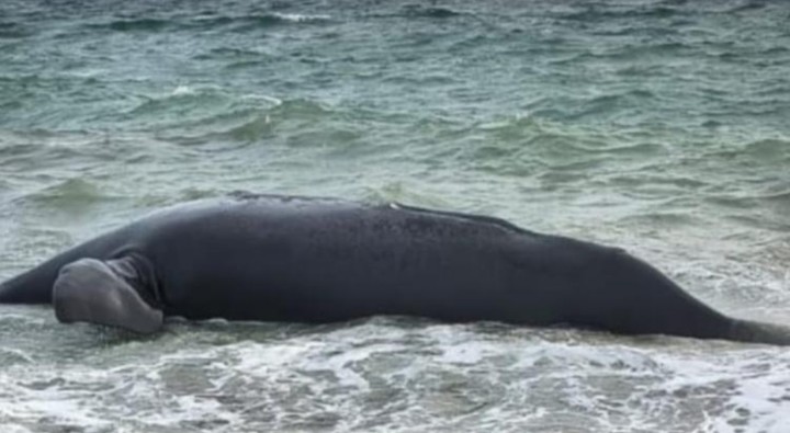 Una de las ballenas que aparecieron muertas en Puerto Madryn.